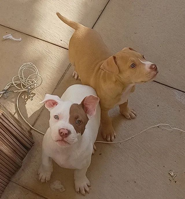 Pitbull - Foto 4