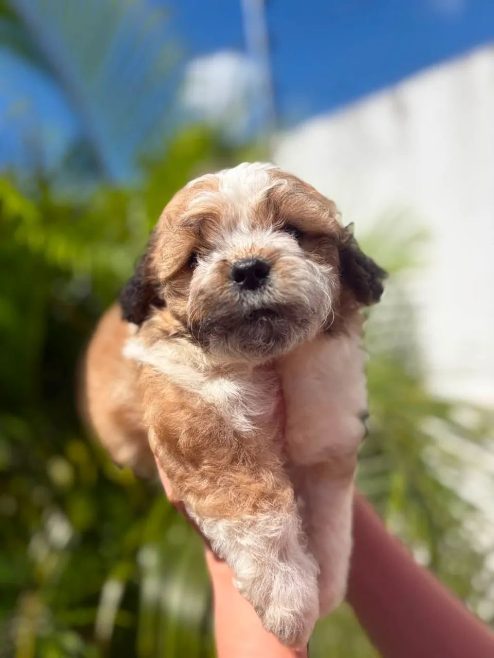 Macho de shihtzu disponível 
