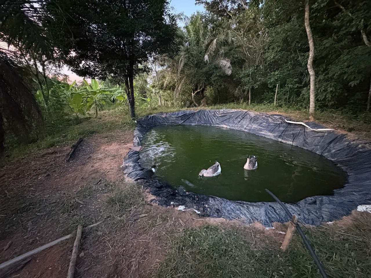 Vende -se chácara para lazer Claudinapolis- Avelinópolis  - Foto 3