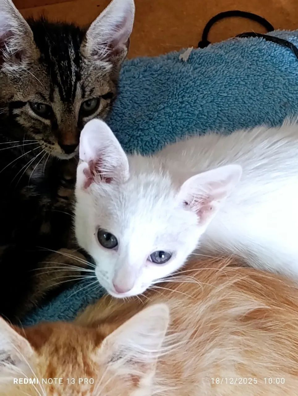 Gatinha filhote para adoção  - Foto 3