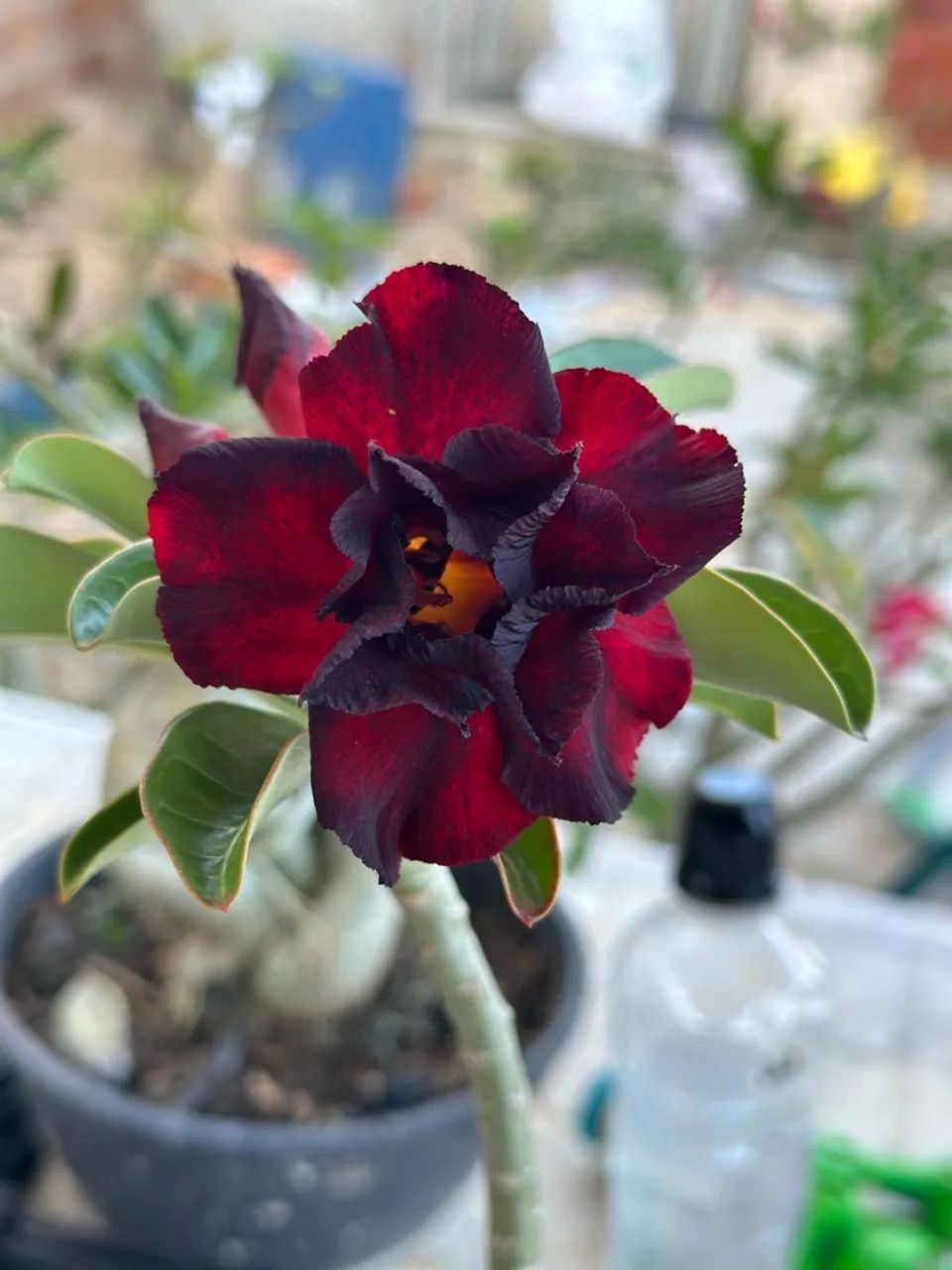 Rosa do deserto  - Foto 3