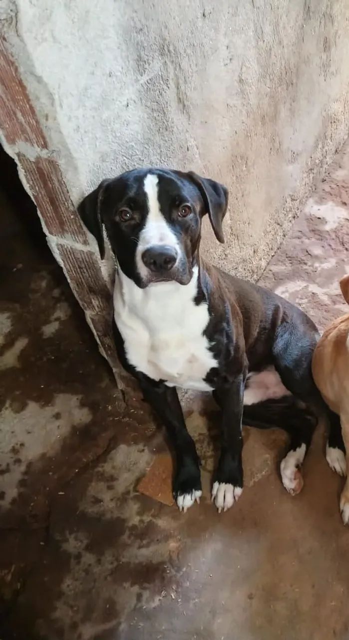 Doação Cachorro Dócil 