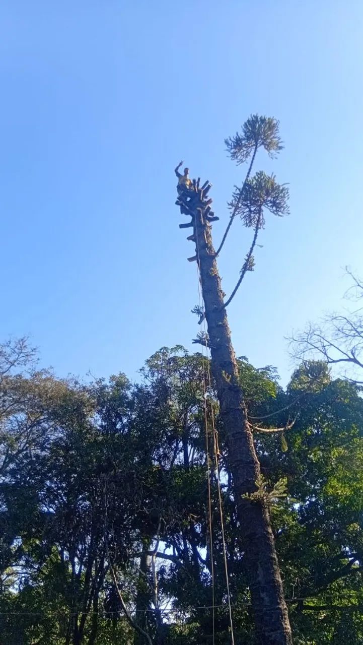 Cercas e poda de árvore  - Foto 3