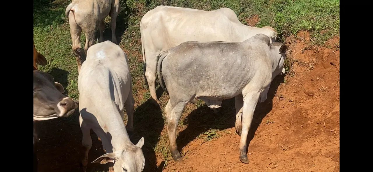 Garrotes Neroli e Brahma m - Foto 2