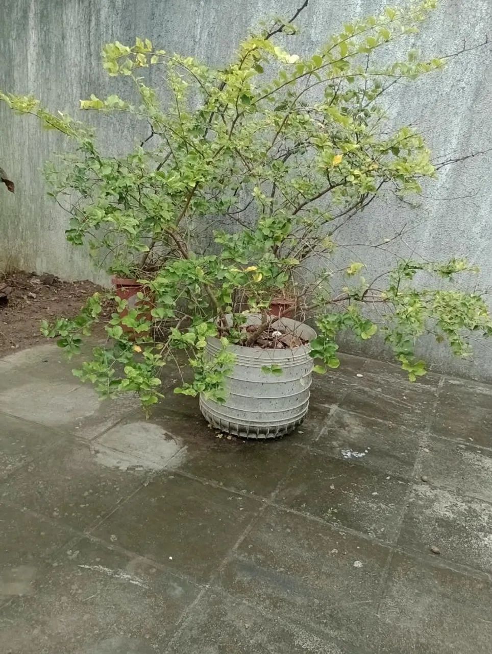 Plantas para casa  - Foto 4