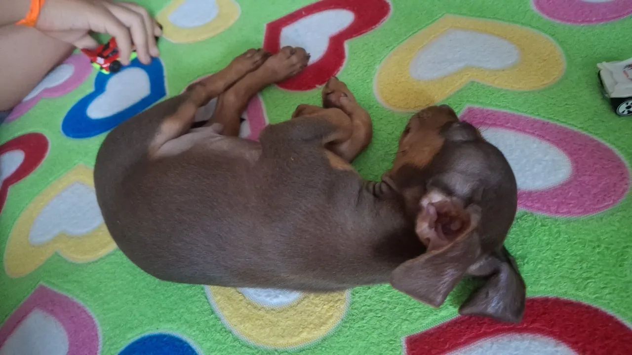 Pinsher 0 - Foto 3