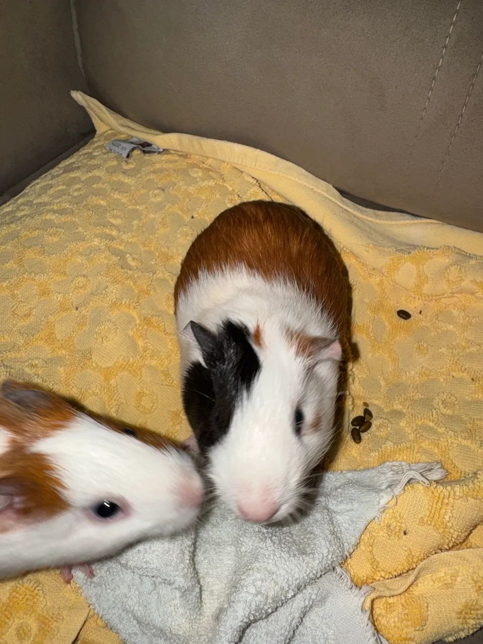 Casal de Porquinho da Índia Filhotes - Foto 4