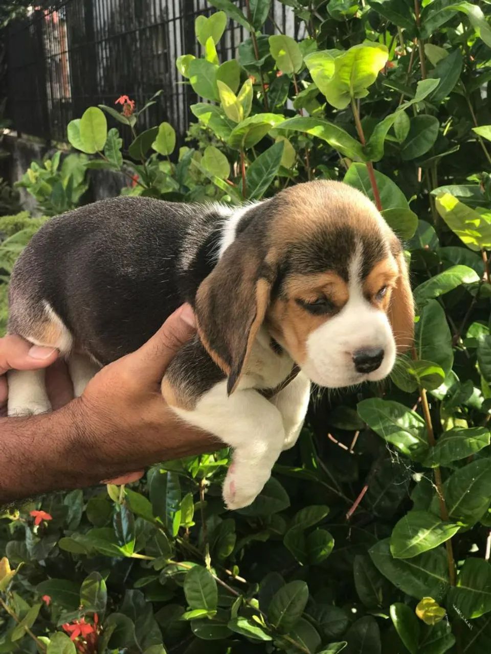 Beagle 13  filhotes disponíveis para venda  - Foto 2