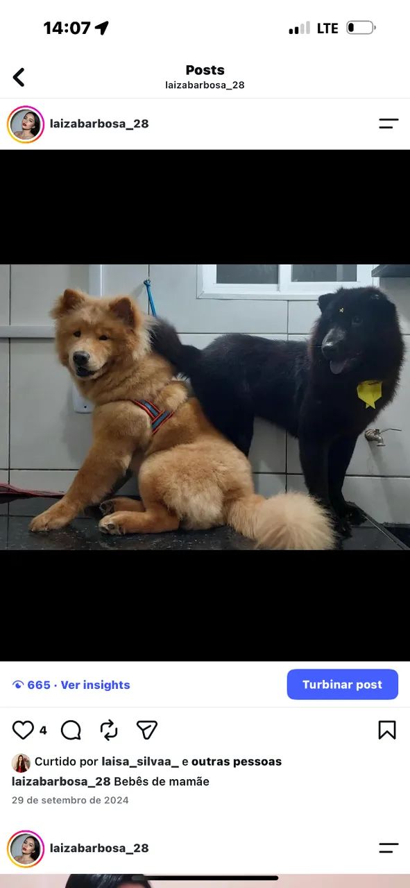Filhotes de chow chow disponível  - Foto 5
