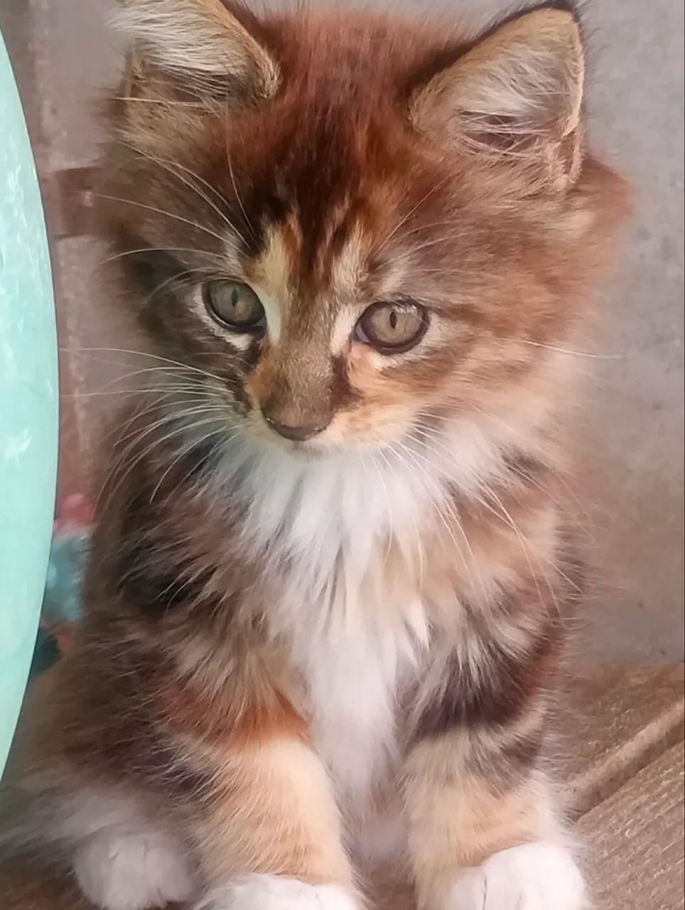 Maravilhosa Maine Coon fêmea - Foto 2