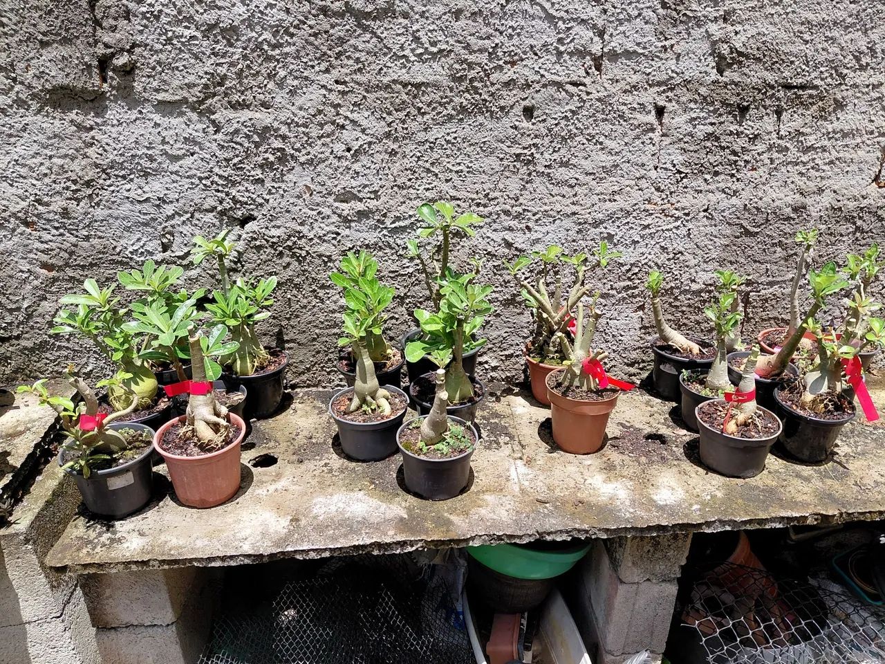 Rosa do deserto - Foto 3