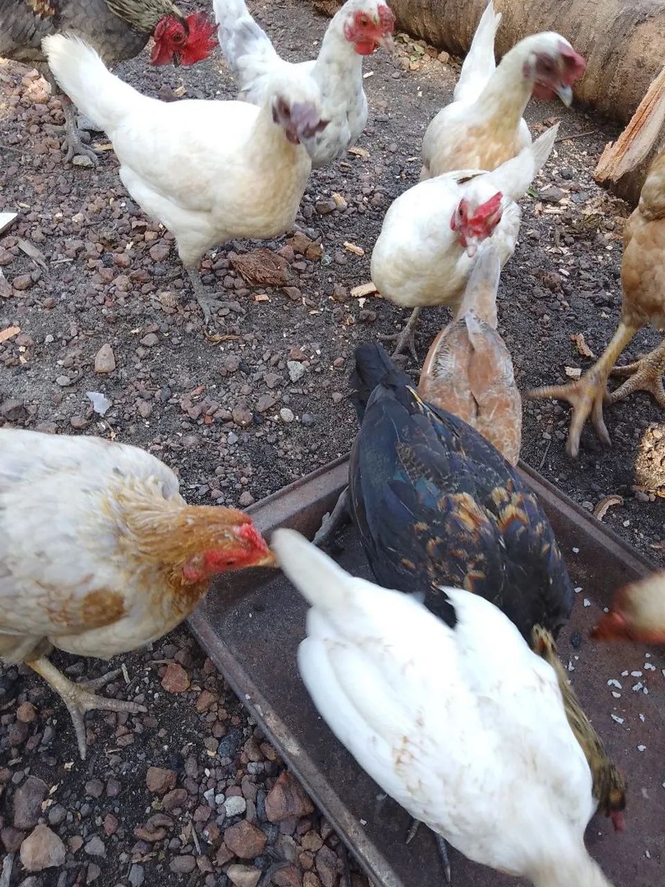 GALINHAS GARNIZES BARATO, SAUDÁVEIS, E BOTANDO ? OVOS.
