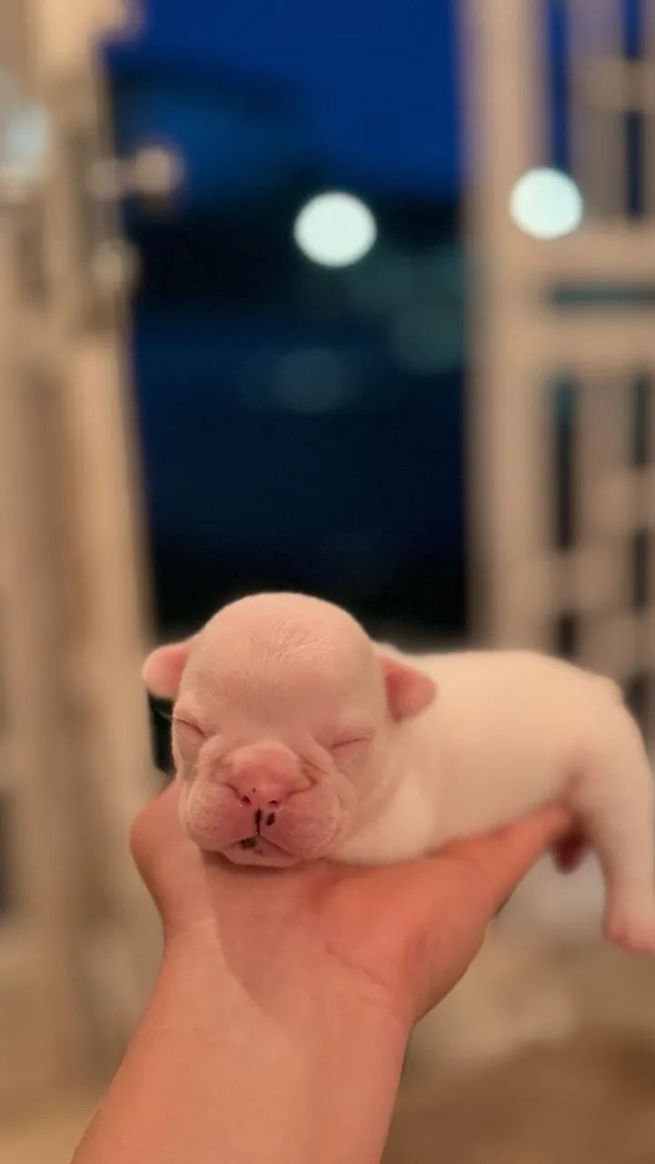 Buldogue francês  - Foto 3