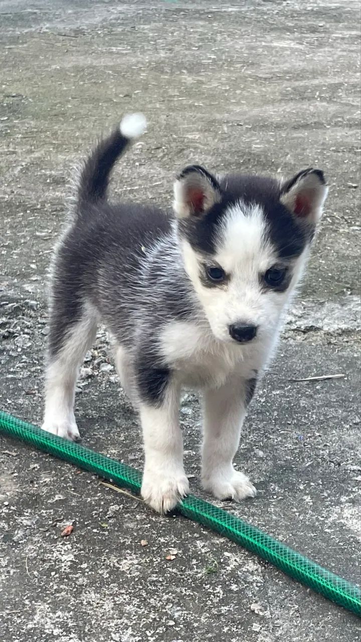Filhote de husky