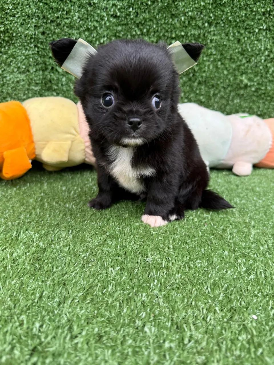 Chihuahua micro 