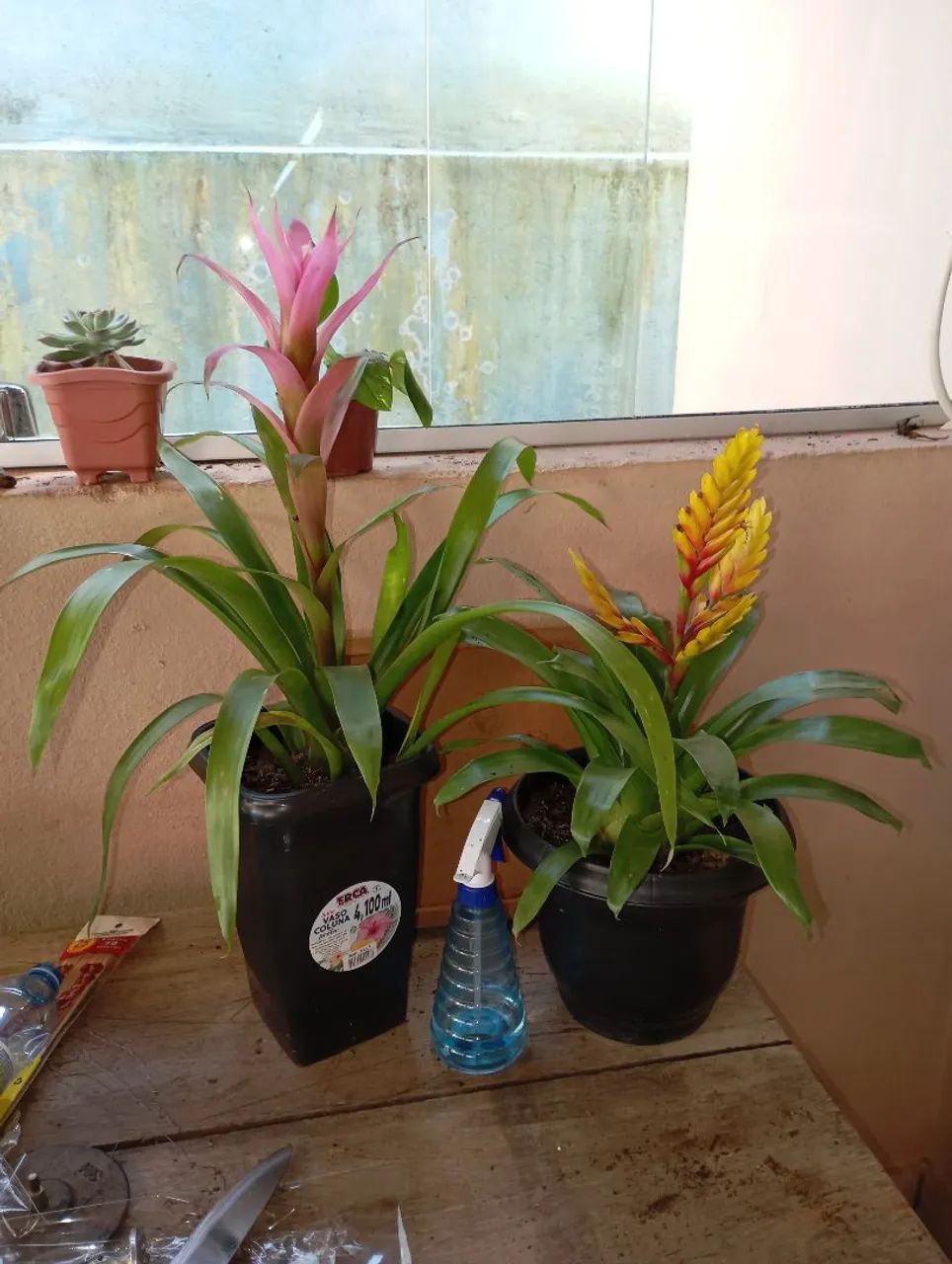 Plantas e sementes 