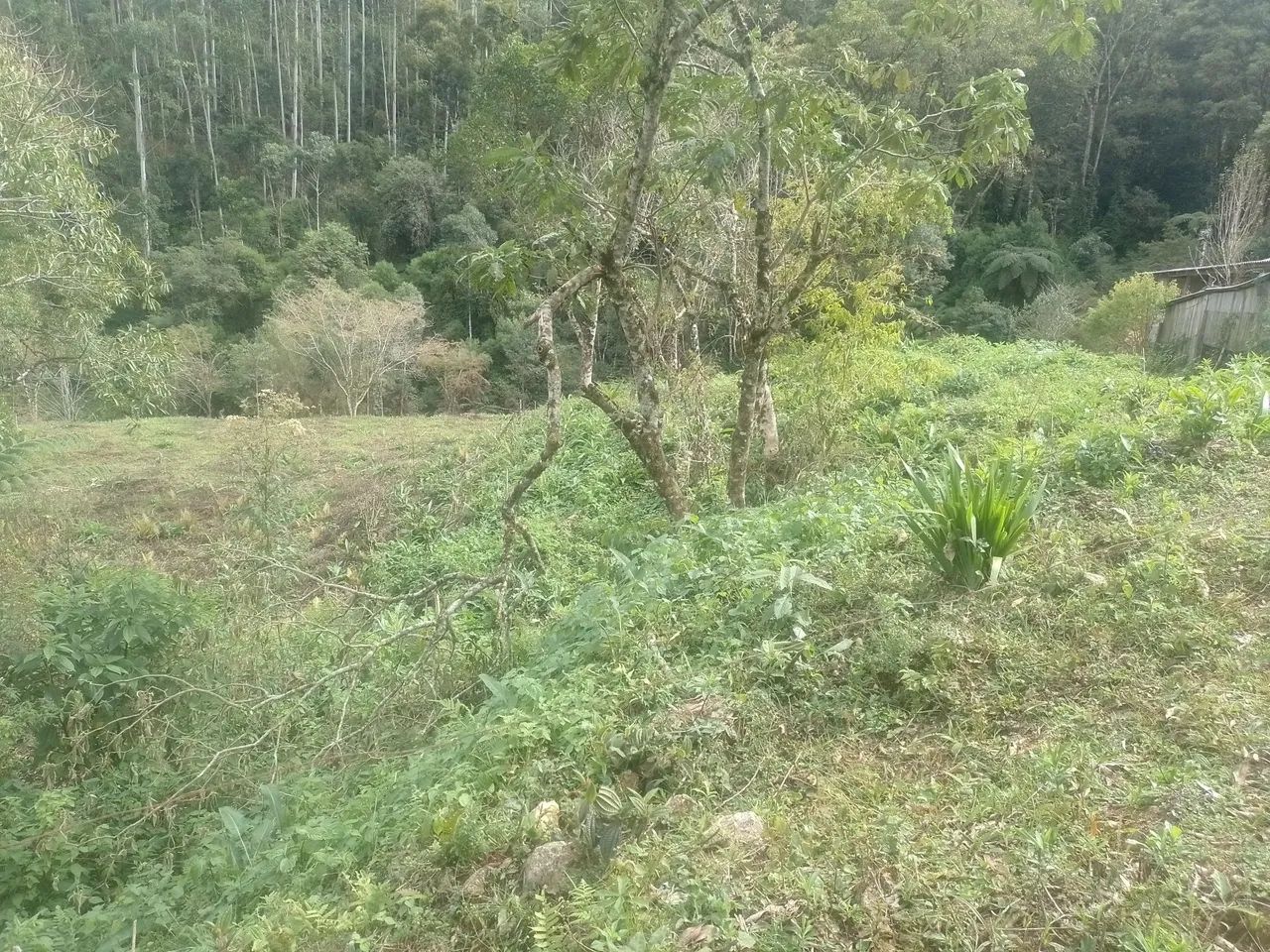 TERRENO/ SÍTIO À VENDA EM ANITÁPOLIS/SC  - Foto 2