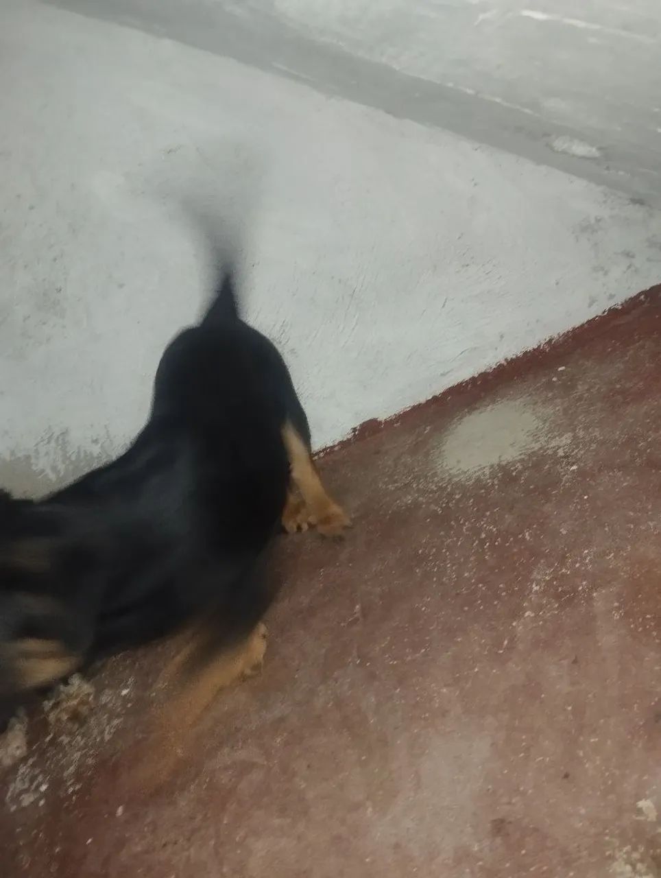 Doando cachorrinha  - Foto 5