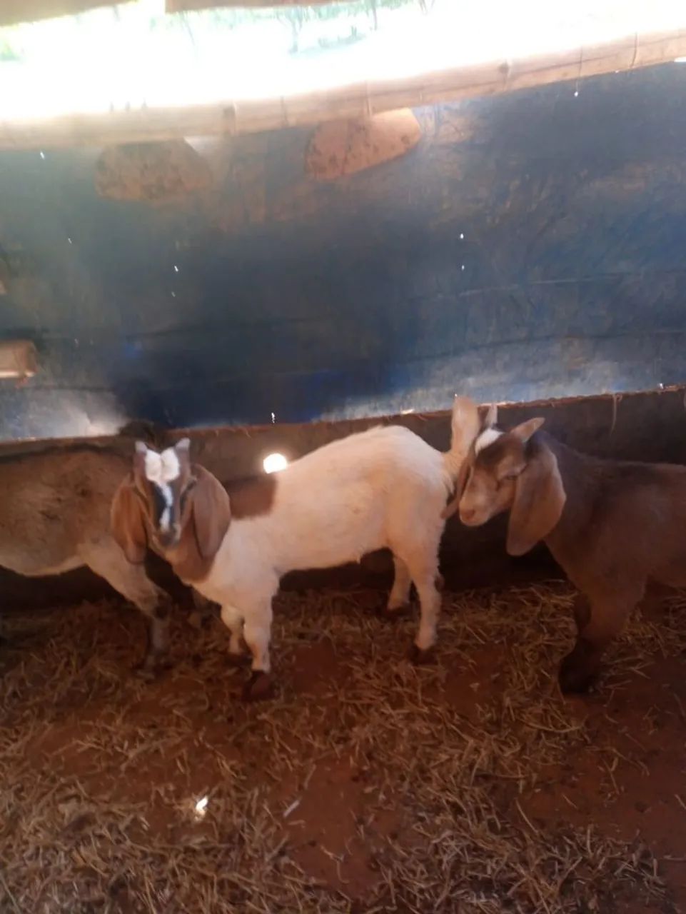 Cabras  - Foto 4
