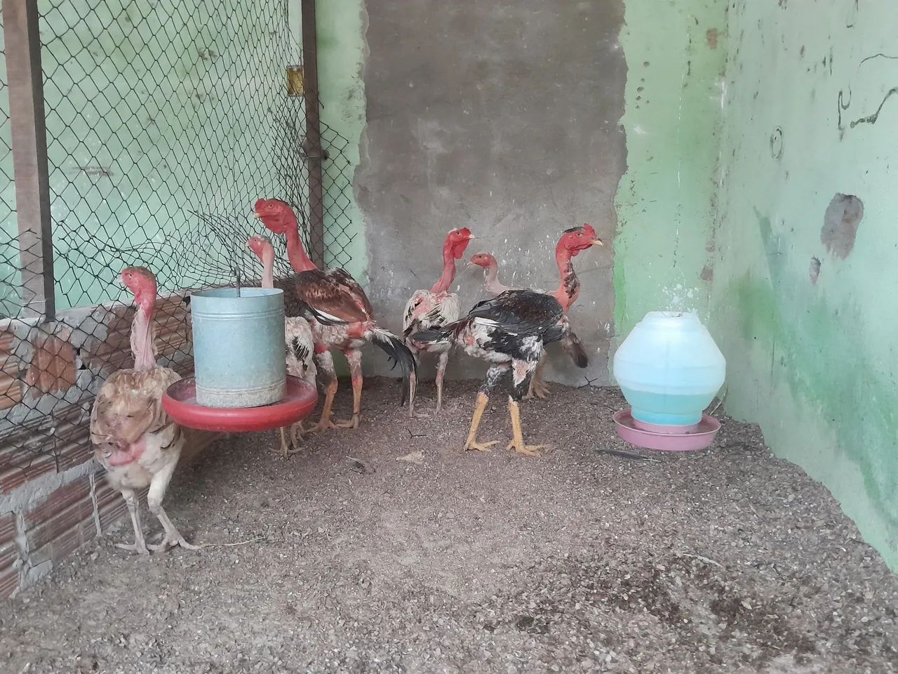 Polaco Gigante  - Foto 5