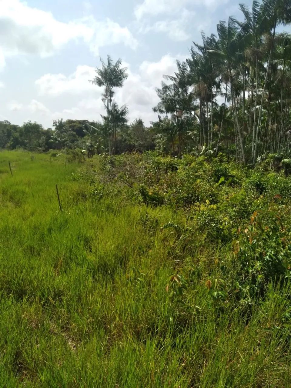 Sítio lindo a venda - Foto 4