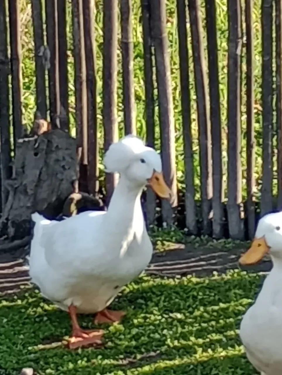 SÓ CHAMAR SE REALMENTE TIVER INTERESSE - Foto 2