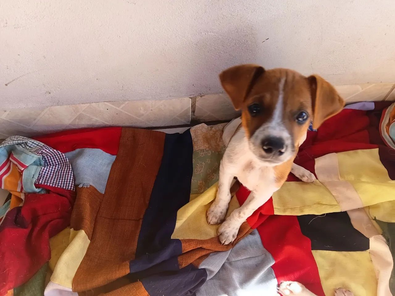 Cachorros para adoção  - Foto 4