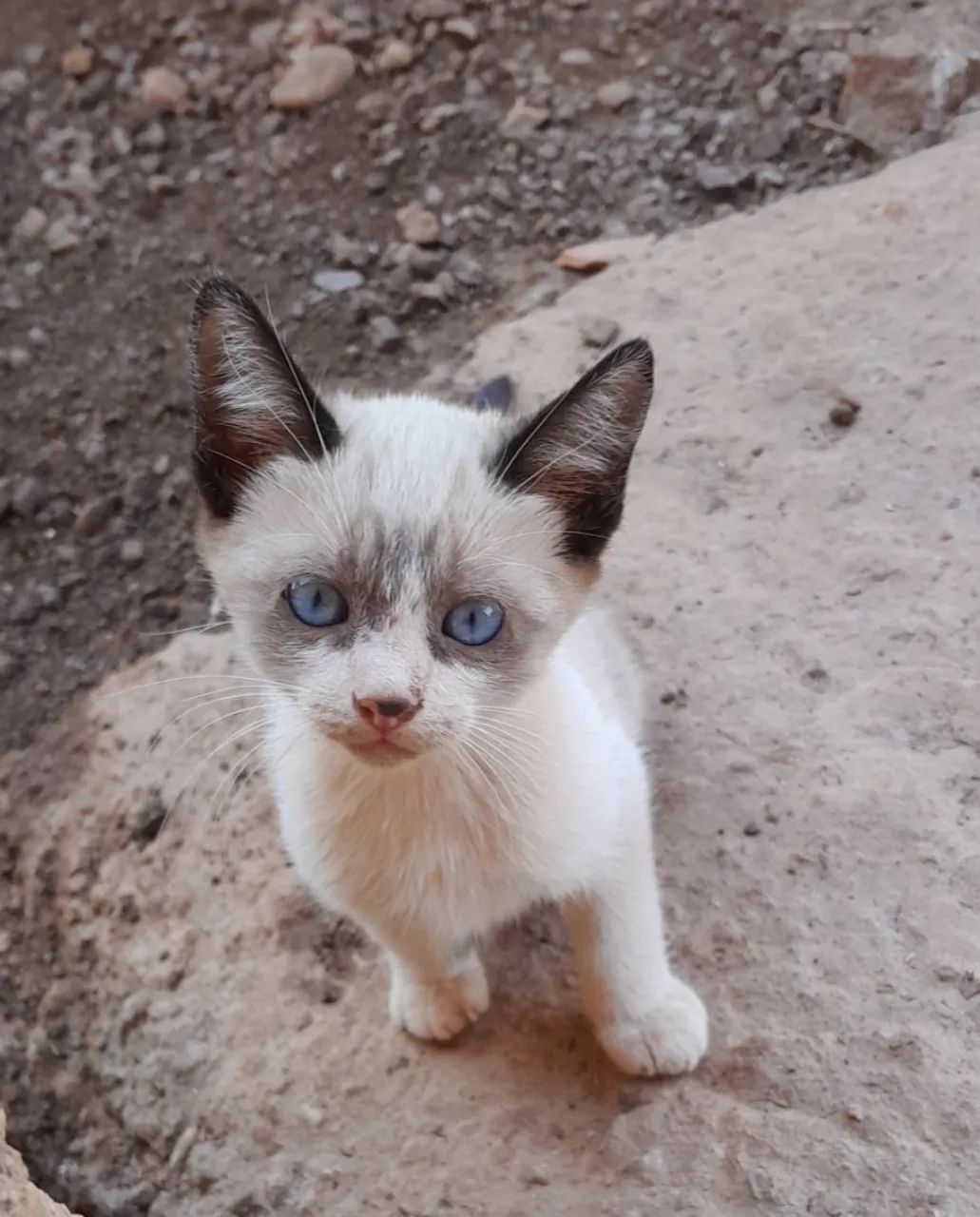 Gatinho para doação