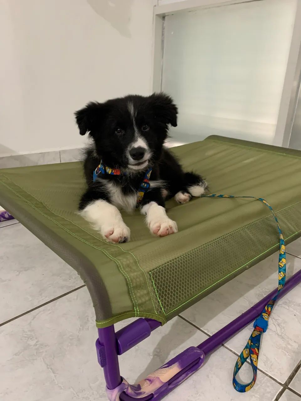 Cama Elevada Zee.Dog Air.Bed G - Verde - Foto 4