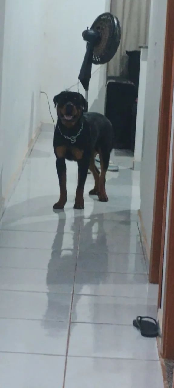 Rottweiler - Foto 2