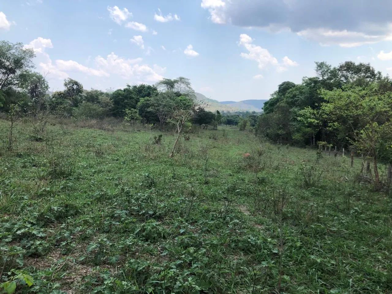 Fazenda em Campinorte-GO. 82 Alqueires - Foto 4
