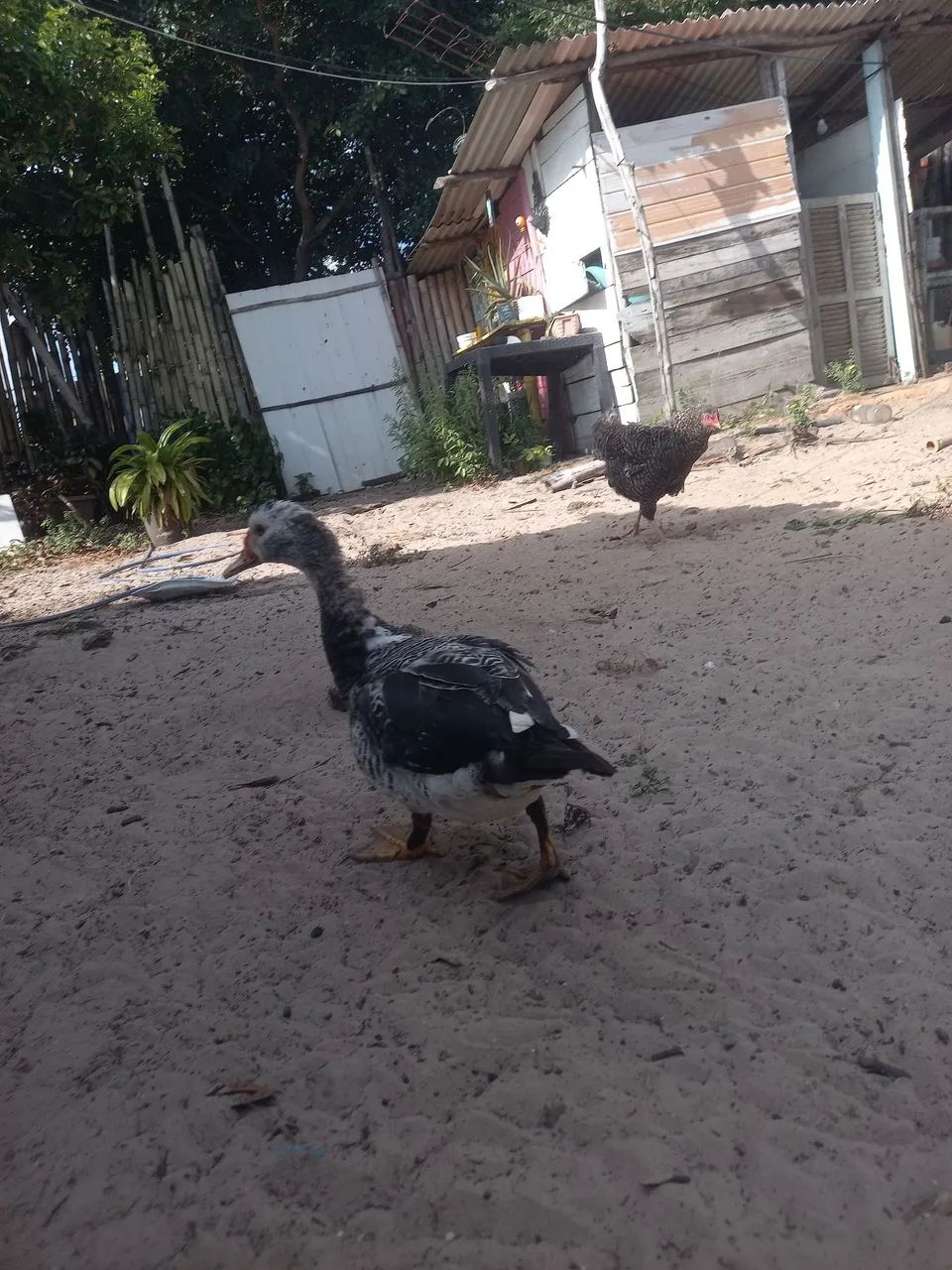 Pato - Foto 4