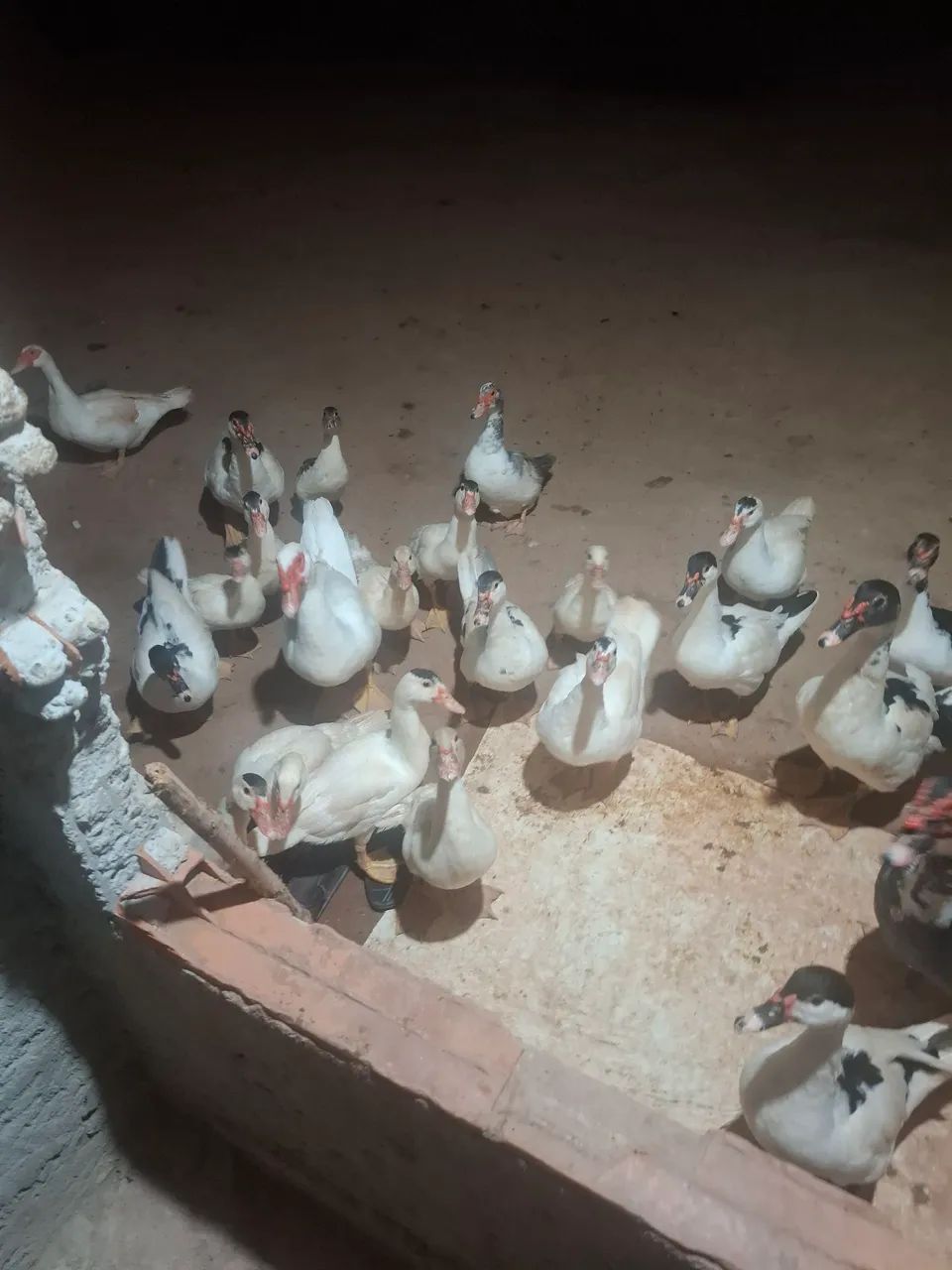 Vendo pato  - Foto 2