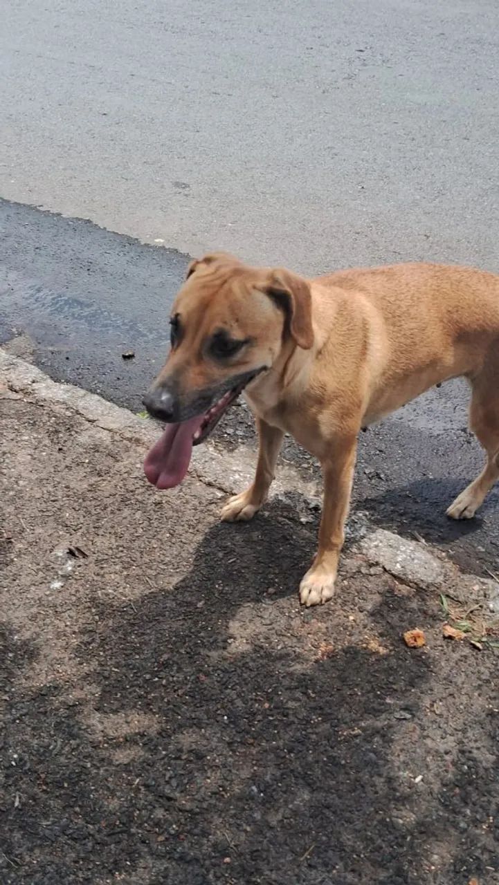 Adoção cachorro - Foto 2