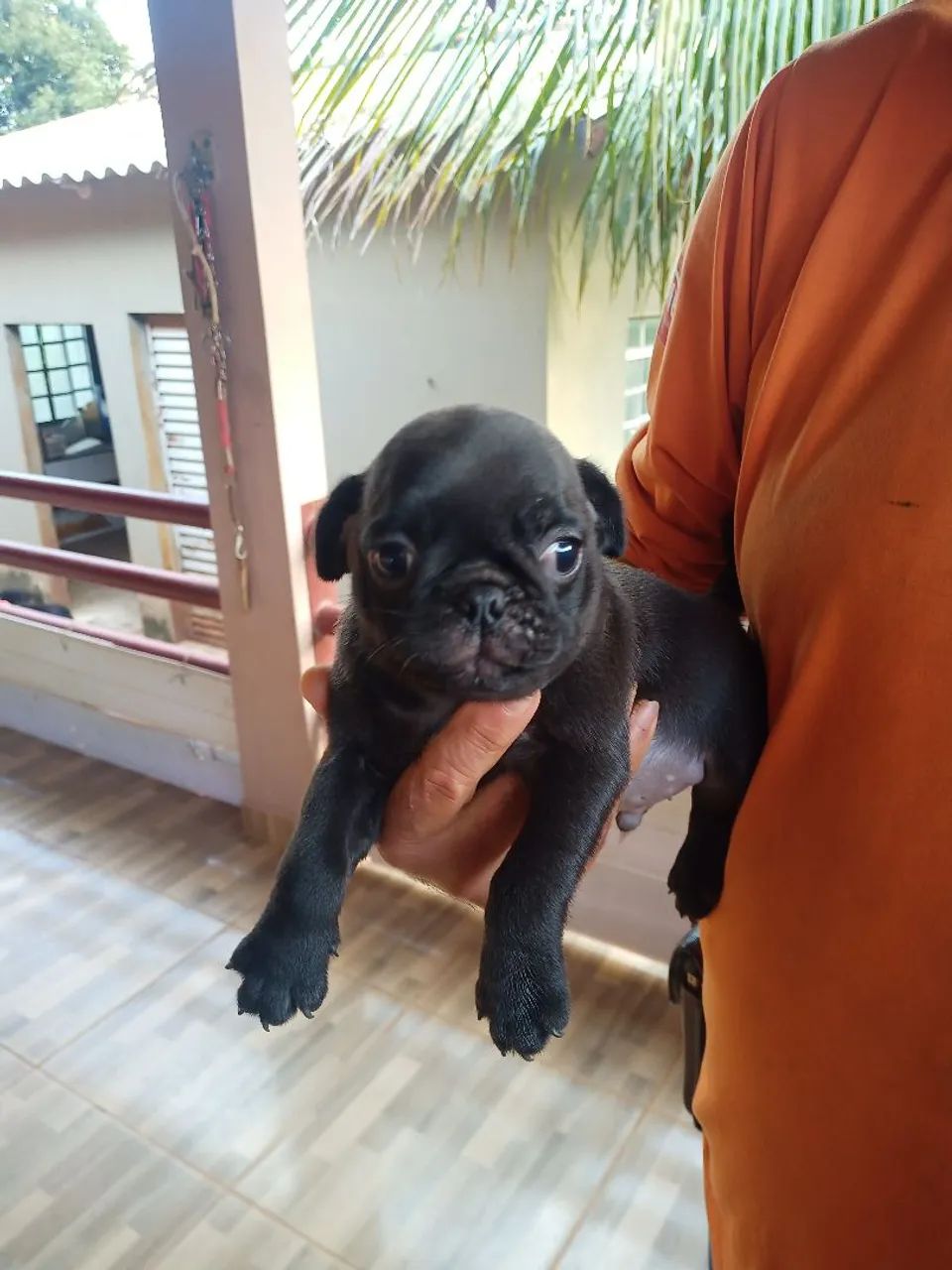 Filhote Pug  - Foto 2