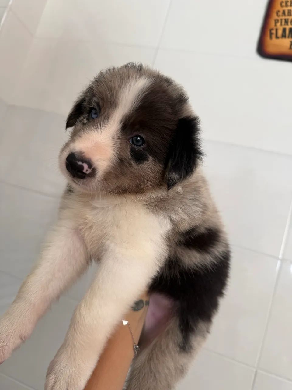Border Collie | Filhote  - Foto 6