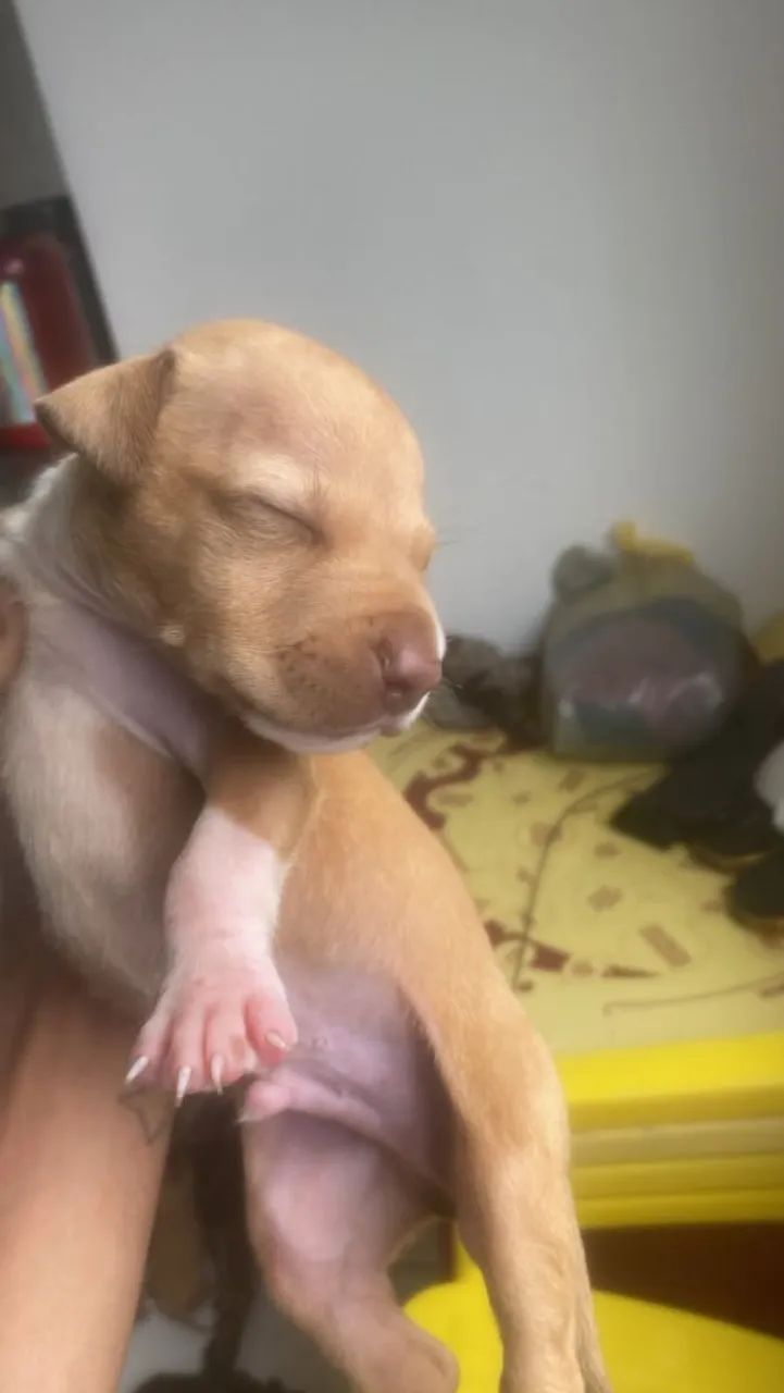 Filhote de Pitbull - Foto 2