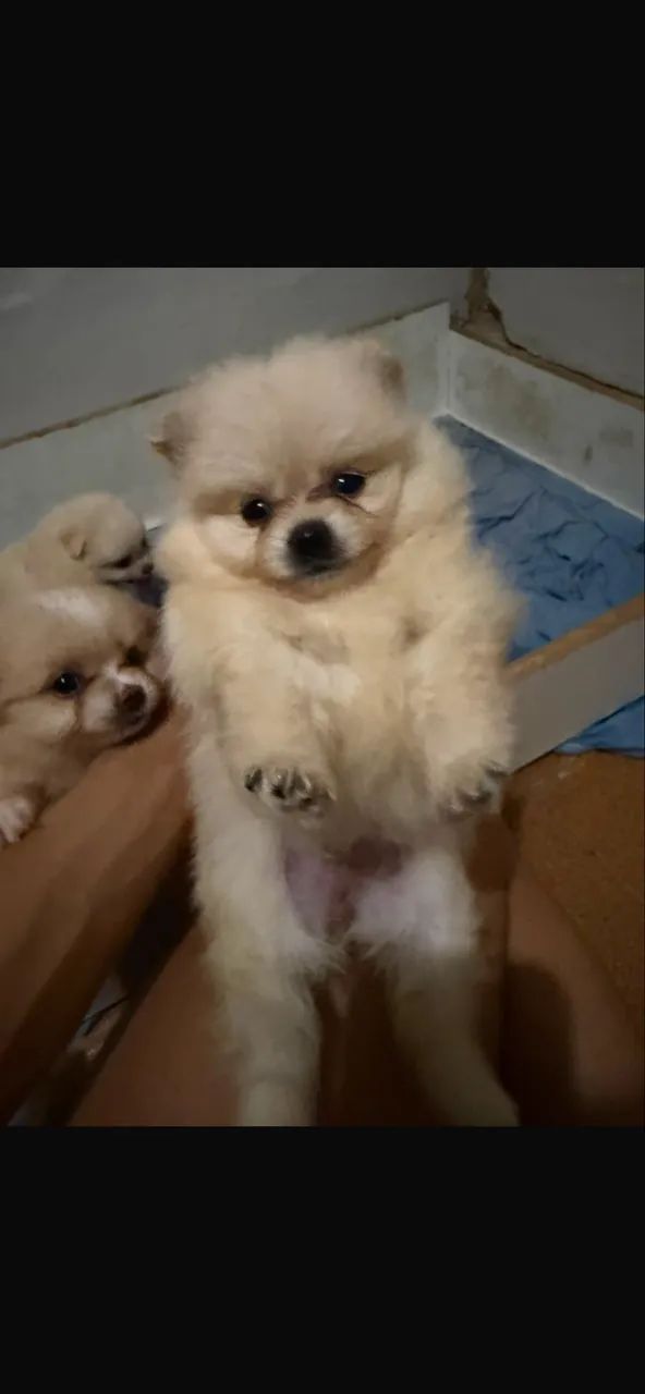 Filhote de Spitz alemão  - Foto 3