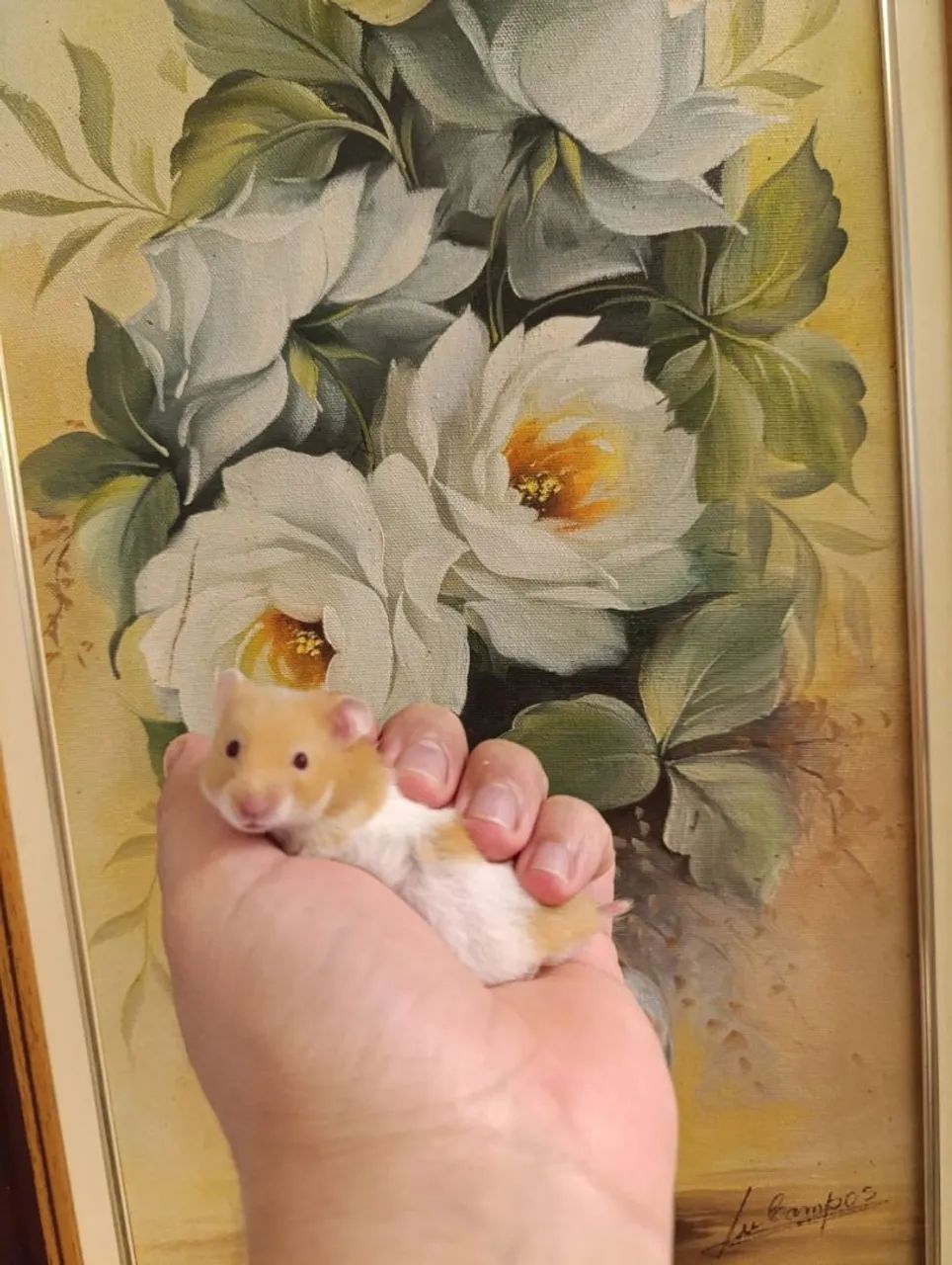 Hamster Sírio  - Foto 2