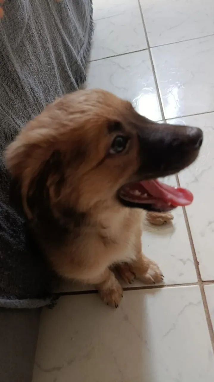 Filhote para doação  - Foto 2