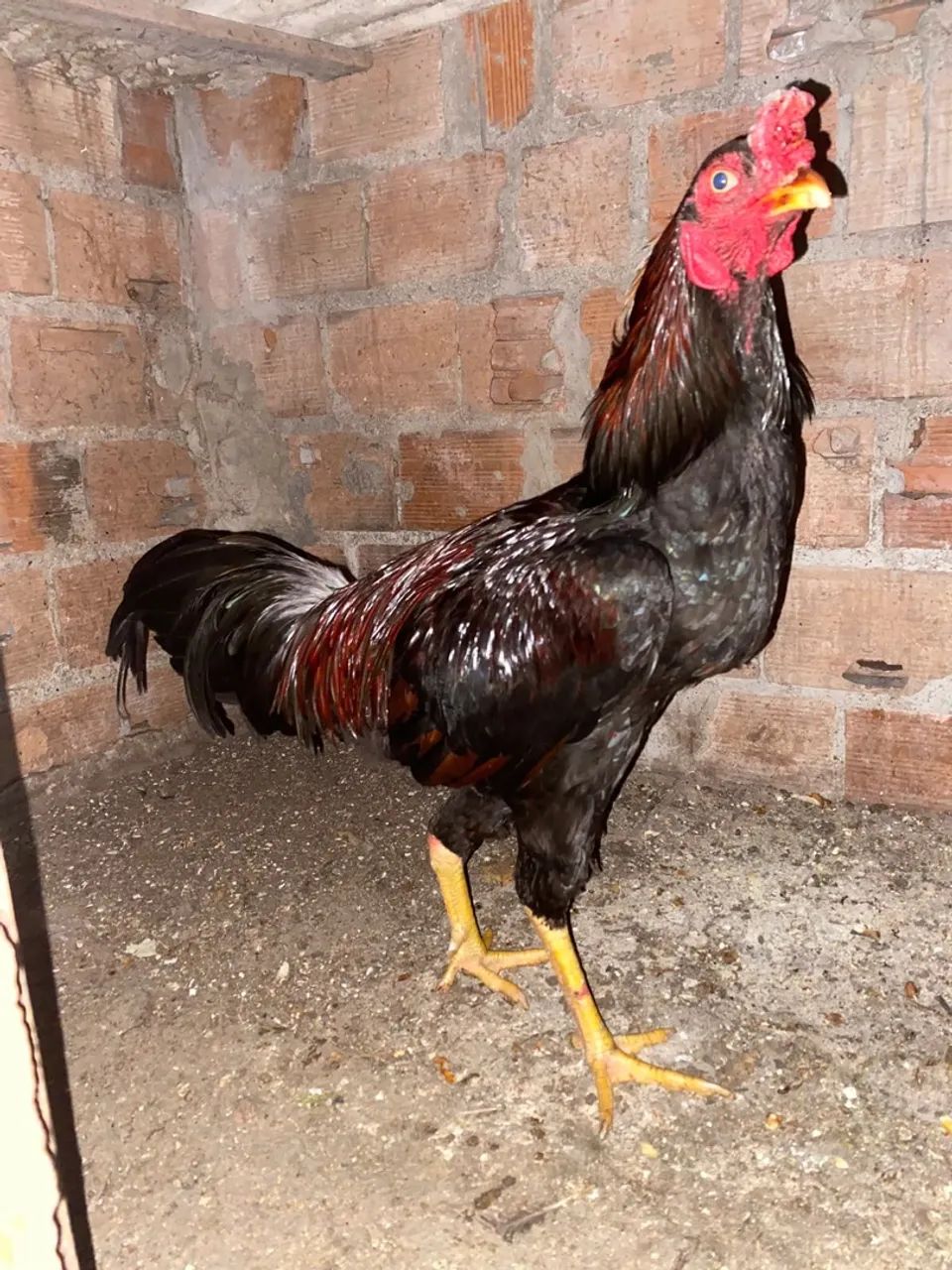 Galo de raça 
