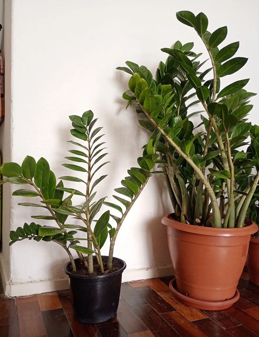 Planta Zamioculca  - Foto 3