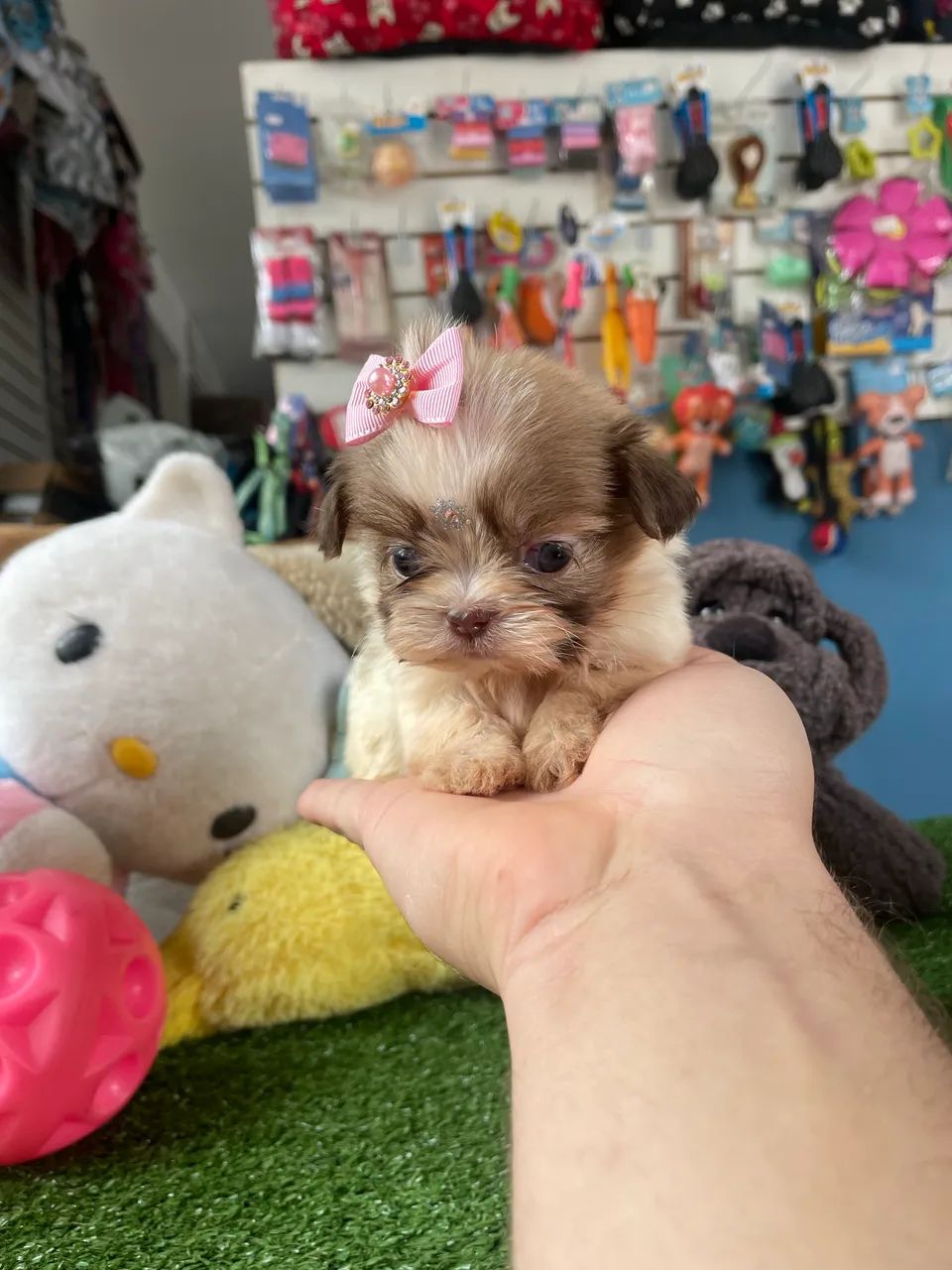 Shihtzu fêmea micro $2.600,00 - Foto 2