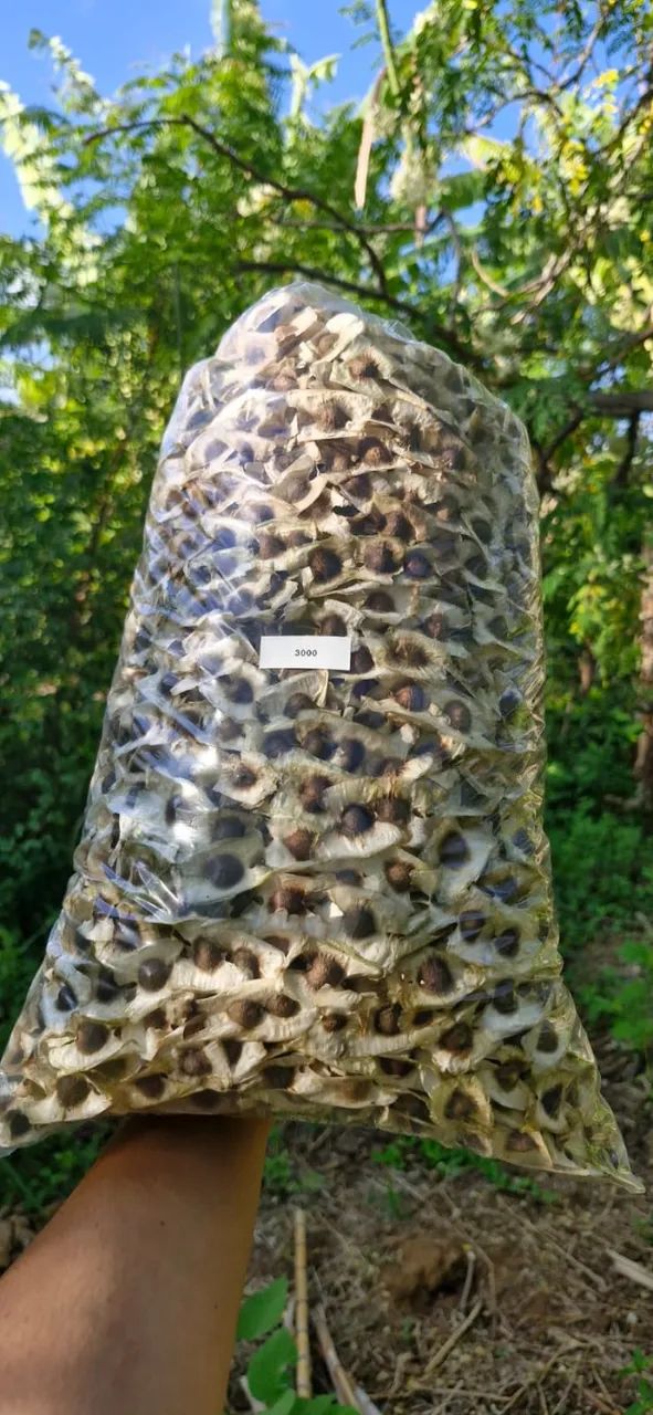 3000 sementes de MORINGA - Foto 3