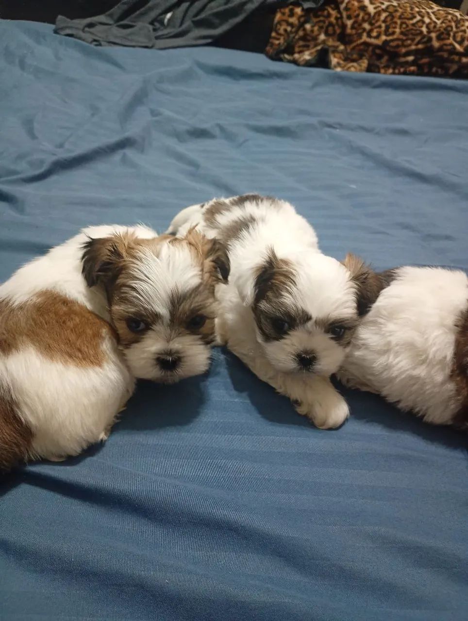 Lindos filhotes ? - Foto 4