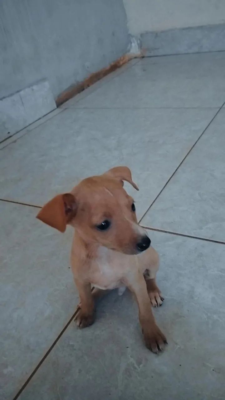 Pinscher filhotes