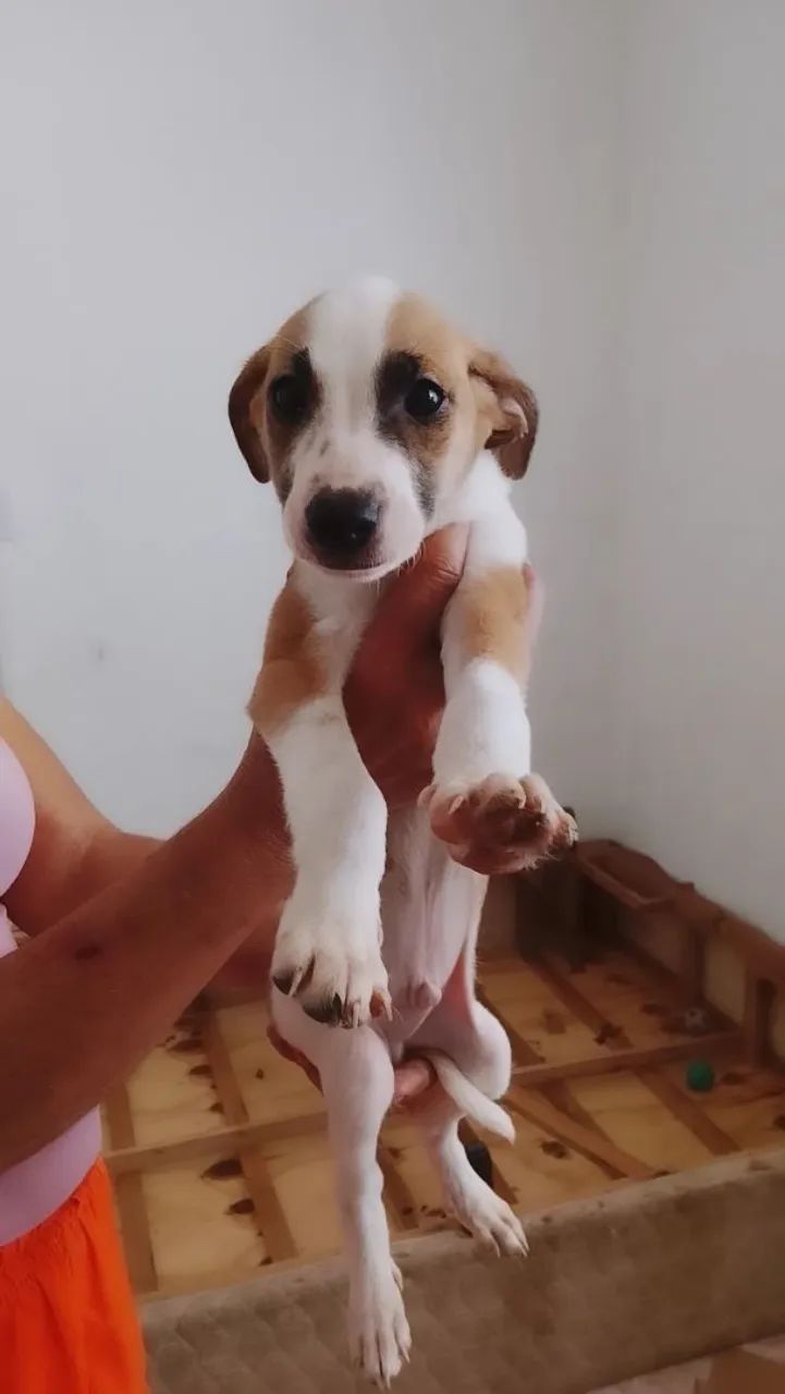Doação de cachorros - Foto 3