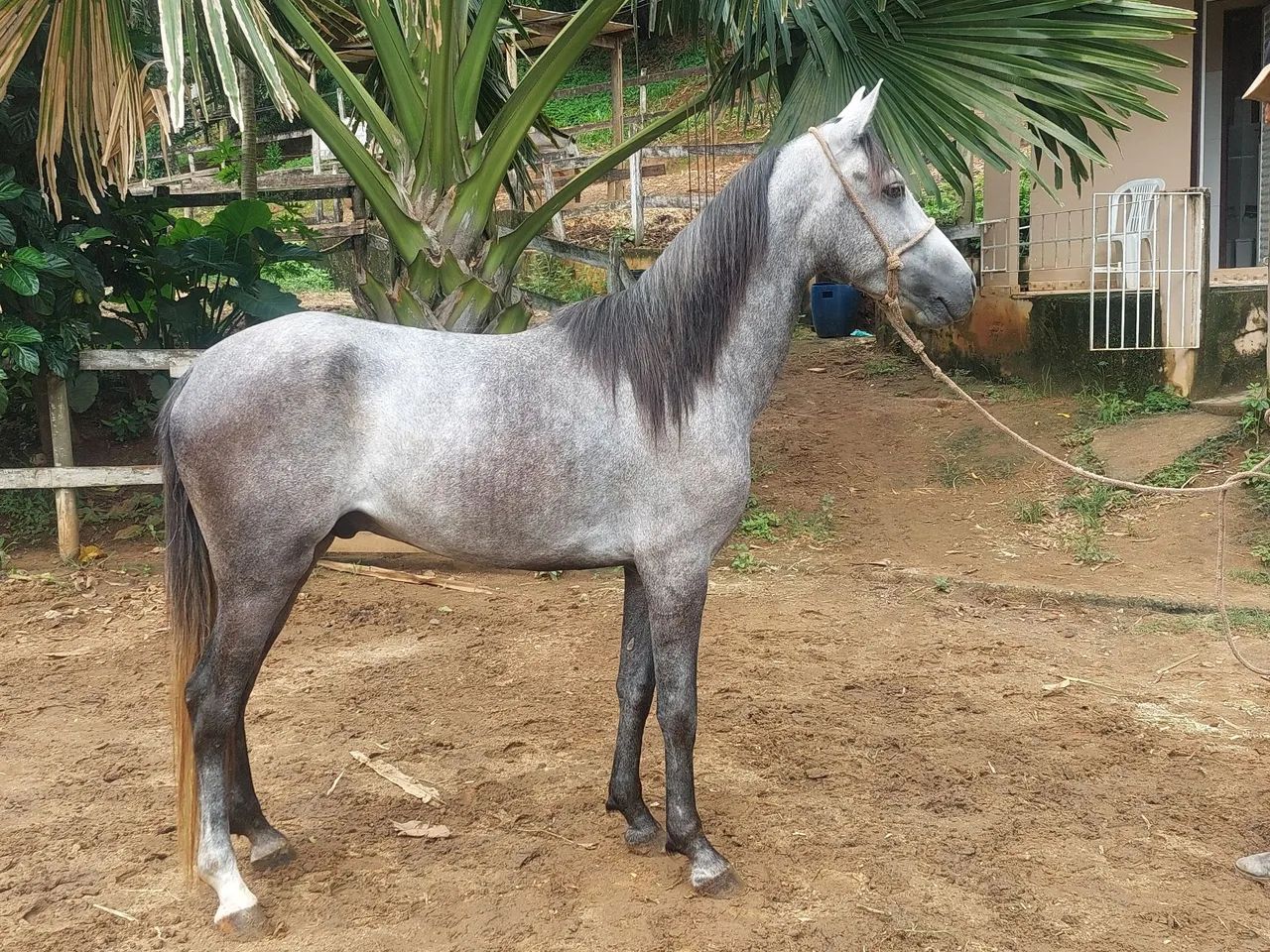 Cavalo m marchador 3 anos top de marcha montado parcelado - Foto 3