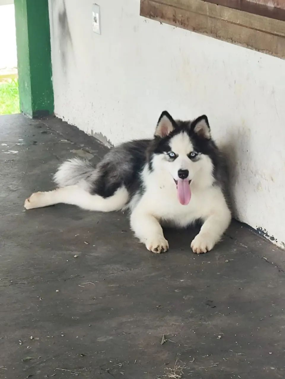 Vendo husky siberiano macho  - Foto 2