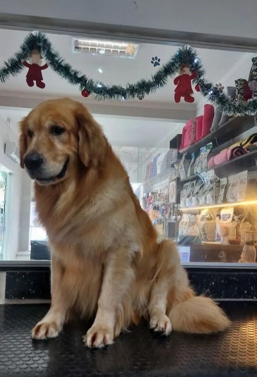 Golden  - Foto 2